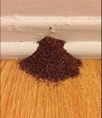 Bulletproof Pest N Termite Image